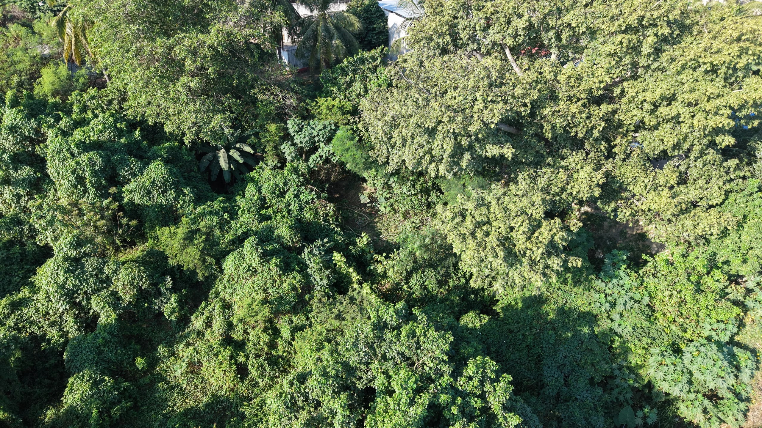 Limpieza y desazolve — Río La Sabana — vista 5